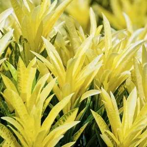 Beautiful nature tropical closeup colorful yellow leaves in a row Beautiful nature tropical closeup colorful yellow leaves in a row
