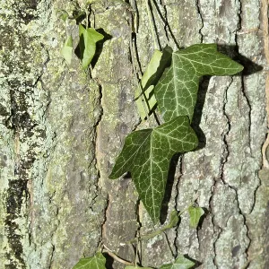 Beautiful Patterned Ivy Tree Bark Print Beautiful Patterned Ivy Tree Bark Print