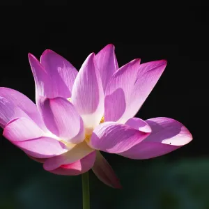 Beautiful Pink Lotus Blossoms Print Beautiful Pink Lotus Blossoms Print