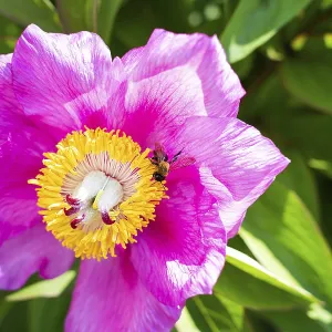 Beautiful pink peony flower with pollinator wasp Beautiful pink peony flower with pollinator wasp