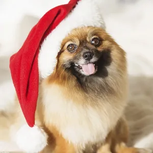 Perro pomerano hermoso con sombrero de Santa Claus rojo.