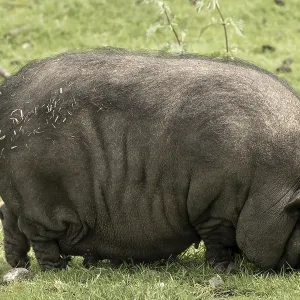 Beautiful pot bellied pig feeding on the meadow
