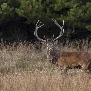 A beautiful red deer (Cervus elaphus) appears unexpectedly in a hidden clearing