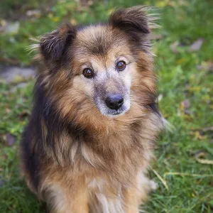 A very beautiful red dog stands and poses