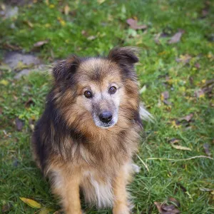 Very beautiful red dog stands and poses. Happy dog