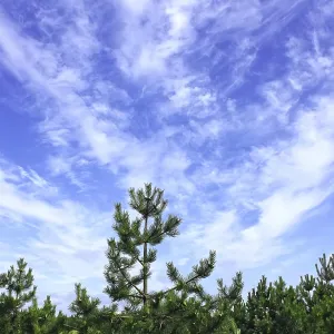 Beautiful saturated cloudscape under the pine forest Beautiful saturated cloudscape under the pine forest