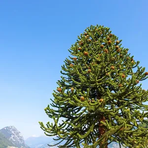 Beautiful Snake Pine or Monkey Tree (Araucaria araucana) in a Sunny Summer Day with Mountain in Lugano Beautiful Snake Pine or Monkey Tree (Araucaria araucana) in a Sunny Summer Day with Mountain in Lugano