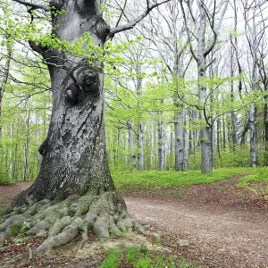 Bosque hermoso de primavera.