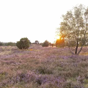 Beautiful sunset over the blooming heath on Wilseder Berg