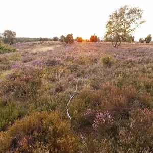 Beautiful sunset over the blooming heath on Wilseder Berg