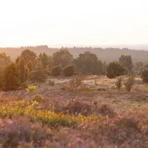 Beautiful sunset over the blooming heath on Wilseder Berg