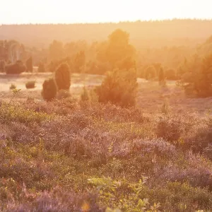 Beautiful sunset over the blooming heath on Wilseder Berg