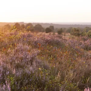 Beautiful sunset over the blooming heath on Wilseder Berg