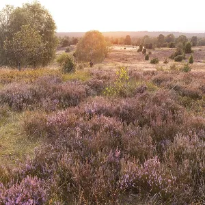 Beautiful sunset over the blooming heath on Wilseder Berg