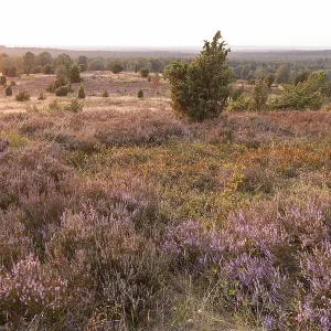 Beautiful sunset over the blooming heath on Wilseder Berg