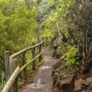 Beautiful trail in the Laurisilva forest of Los tilos de Moya