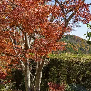Beautiful tree with deep red leaves against a mountain backdrop in autumn Beautiful tree with deep red leaves against a mountain backdrop in autumn