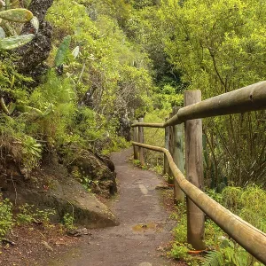 Laurisilva Forest Walking Path Print, Gran Canaria