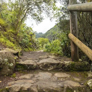 Laurisilva Forest Print, Gran Canaria