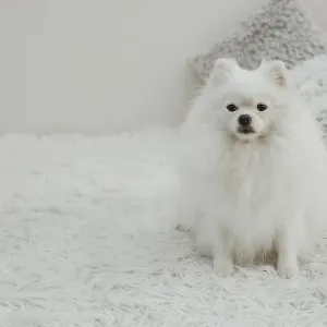 Beautiful white dog sitting bed copy space Beautiful white dog sitting bed copy space