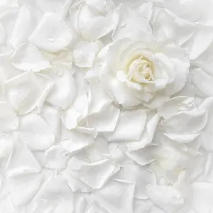 Beautiful white rose and petals on white background