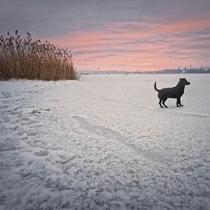 Beautiful winter sunset scene with a dog walking on ice of the frozen lake