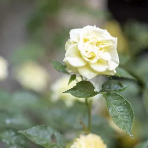 A beautiful yellow rose in full bloom a close up shot of a delicate rose with ruffled petals surrounded by vibrant A beautiful yellow rose in full bloom a close up shot of a delicate rose with ruffled petals surrounded by vibrant