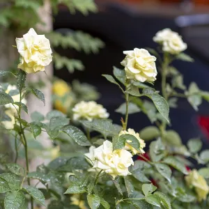Beautiful yellow roses blooming in the garden the petals are soft and delicate Beautiful yellow roses blooming in the garden the petals are soft and delicate