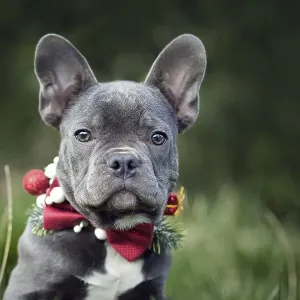 Beautiful young blue French Bulldog dog wearing seasonal Christmas collar with red bow tie on blurry green background