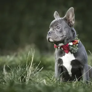 Beautiful young blue French Bulldog dog wearing seasonal Christmas collar with red bow tie on blurry green background
