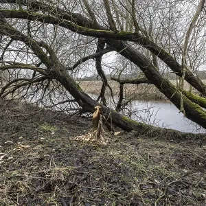 Beaver Feeding Traces on Willows Print, Germany