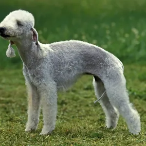 Bedlington Terrier, Adult on Grass Print