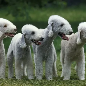 BEDLINGTON TERRIER, GROUP OF ADULTS ON GRASS