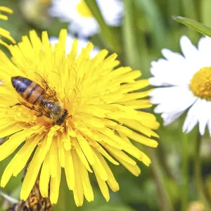 Bee on Dandelion Print, Italian Lazio Region