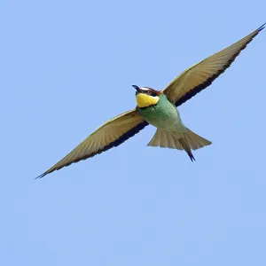Bee-eater, (Merops apiaster), aerial view Bee-eater, (Merops apiaster), aerial view