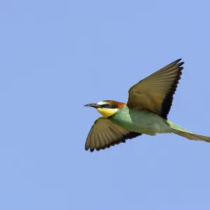 Bee-eater, (Merops apiaster), aerial view Bee-eater, (Merops apiaster), aerial view