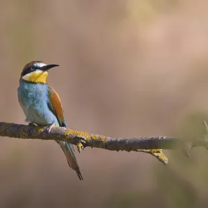 Bee-eater (Merops apiaster) sitting on a branch