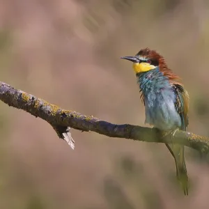 Bee-eater (Merops apiaster) sitting on a branch