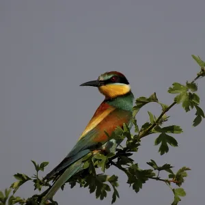 Bee-eater, Merops apiaster, sitting on a branch