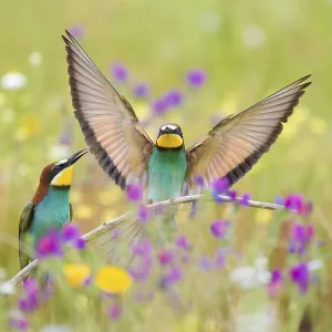 Bee-eaters (Merops apiaster), breeding pair in flower meadow Bee-eaters (Merops apiaster), breeding pair in flower meadow