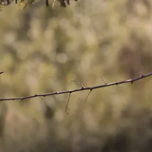 Two bee-eaters (Merops apiaster) sitting on a branch
