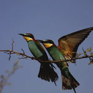 Bee-eaters, Merops apiaster, sitting on a branch