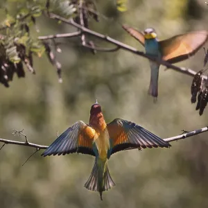 Two bee-eaters (Merops apiaster) sitting on a branch with outstretched wings