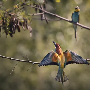 Two bee-eaters (Merops apiaster) sitting on a branch with outstretched wings