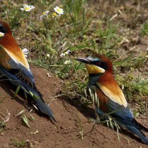 Bee-eaters, Merops apiaster, sitting on the ground