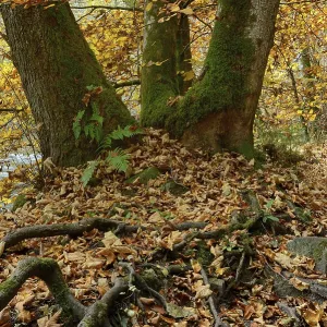 Beech in autumn, Wutach gorge, Black Forest Beech in autumn, Wutach gorge, Black Forest
