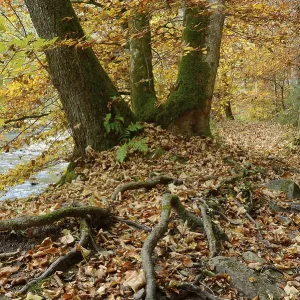 Beech in autumn, Wutach gorge, Black Forest Beech in autumn, Wutach gorge, Black Forest