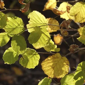 Beech branch in autumn Beech branch in autumn