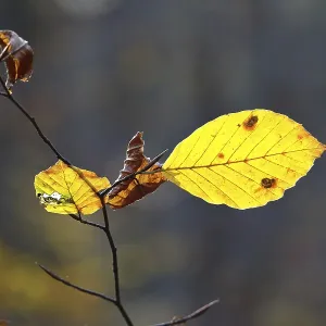 Beech branch in autumn Beech branch in autumn