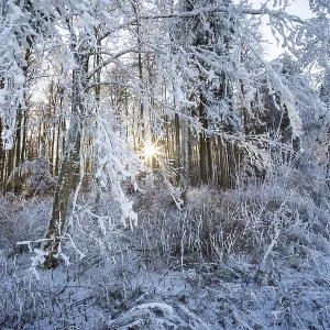 Beech (Fagus), beech family (Fagaceae)